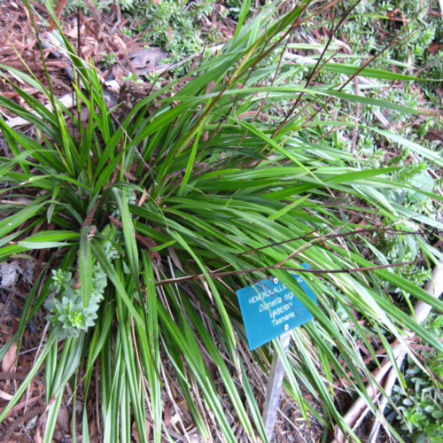 Dianella nigra, a clump-forming flax lily, displays long, arching green leaves and delicate flower spikes, native to Tasmania
