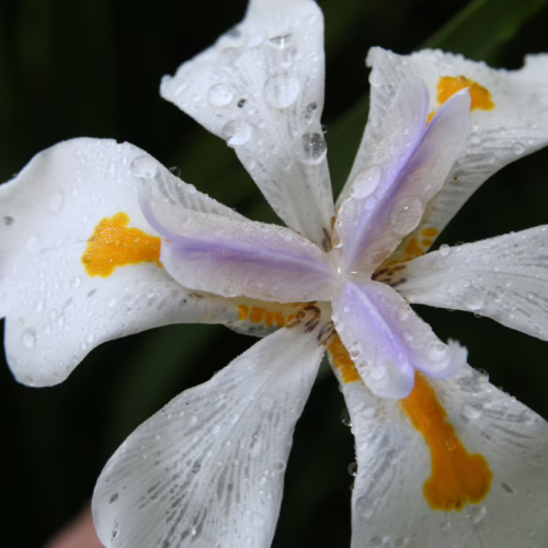 Delicate white Dietes iridioides flower with purple and yellow accents, glistening with water droplets after rain.