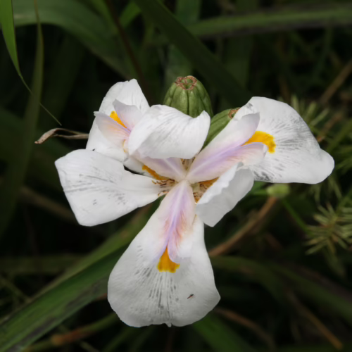 Dietes iridioides, a white iris flower with yellow and purple markings, blooms amidst lush green foliage.