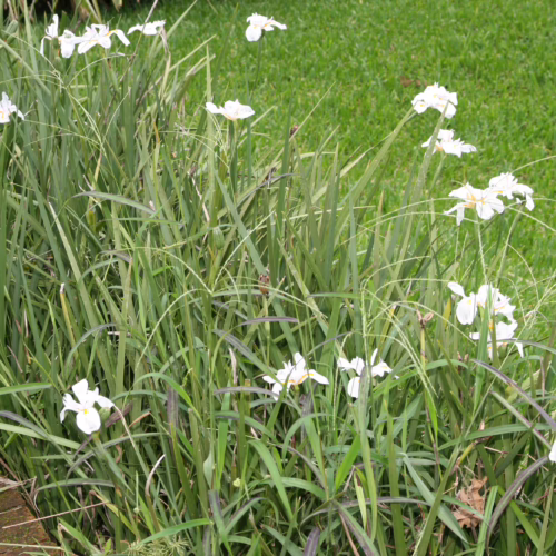 Clumps of lush green foliage with delicate white Dietes iridioides flowers, also known as African Iris, blooming amidst the leaves. The garden setting features a brick border and a vibrant green lawn.