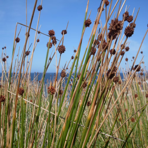 Ficinia nodosa, also known as knotty club-rush, with its distinctive brown seed heads and green stems, grows in a coastal landscape with a blue sky and ocean in the background.