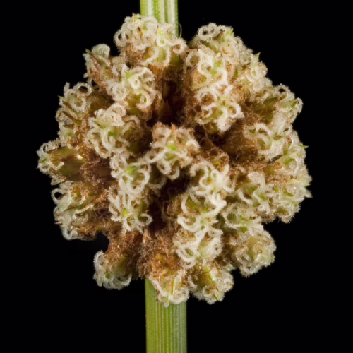 Close-up of a Ficinia nodosa plant stem topped with a dense, spherical cluster of fuzzy, pale green and brown florets, showcasing intricate textures.
