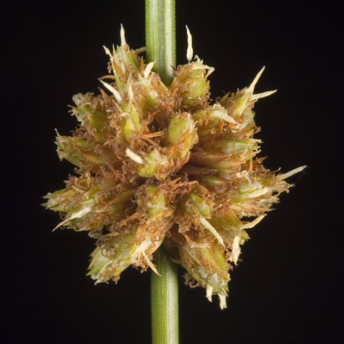 Ficinia nodosa, a grass-like plant, displays a dense, spherical cluster of pale green and brown flower heads with fine, wispy bracts.