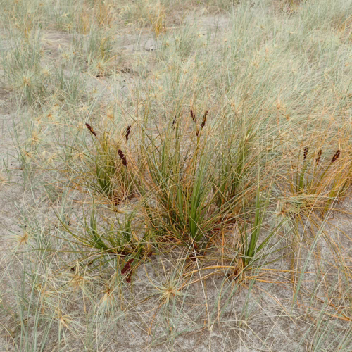 Ficinia spiralis, a coastal plant with spiky green and golden-brown foliage, growing in sandy soil with a natural, textured appearance.