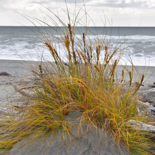 Ficinia spiralis, a native coastal grass, with striking yellow and green foliage growing on sand dunes with the ocean in the background.