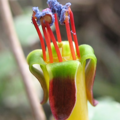 Close-up of a vibrant Fuchsia procumbens flower, showcasing its striking red stamens, yellow petals, and deep maroon sepals with fuzzy blue pollen.