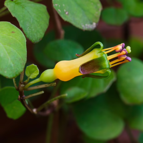 Fuchsia procumbens flower, a vibrant yellow and green bloom with purple stamens, set against lush green foliage, showcasing its unique trailing growth habit.