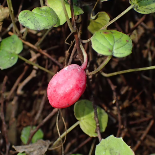 Vibrant red, oval-shaped berry of the Fuchsia procumbens plant hangs from a thin stem, surrounded by green leaves and brown branches.