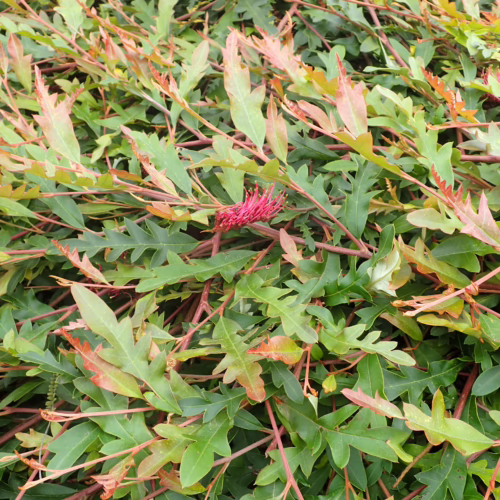 Grevillea ‘Aussie Crawl’ shrub with spiky green leaves and a vibrant red, spider-like flower bloom.