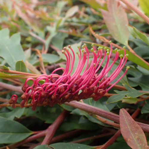 Vibrant pink Grevillea ‘Aussie Crawl’ flower cluster with delicate tendrils, set against a backdrop of green and reddish foliage.
