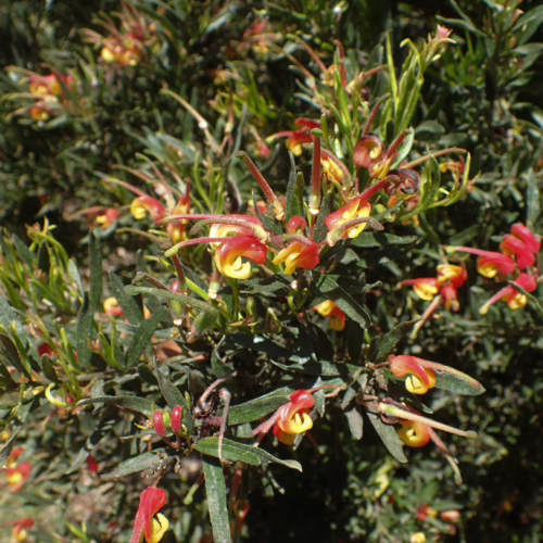 Grevillea ‘Bonnie Prince Charlie’ shrub with vibrant red and yellow spider-like flowers and delicate green foliage, ideal for Australian gardens.
