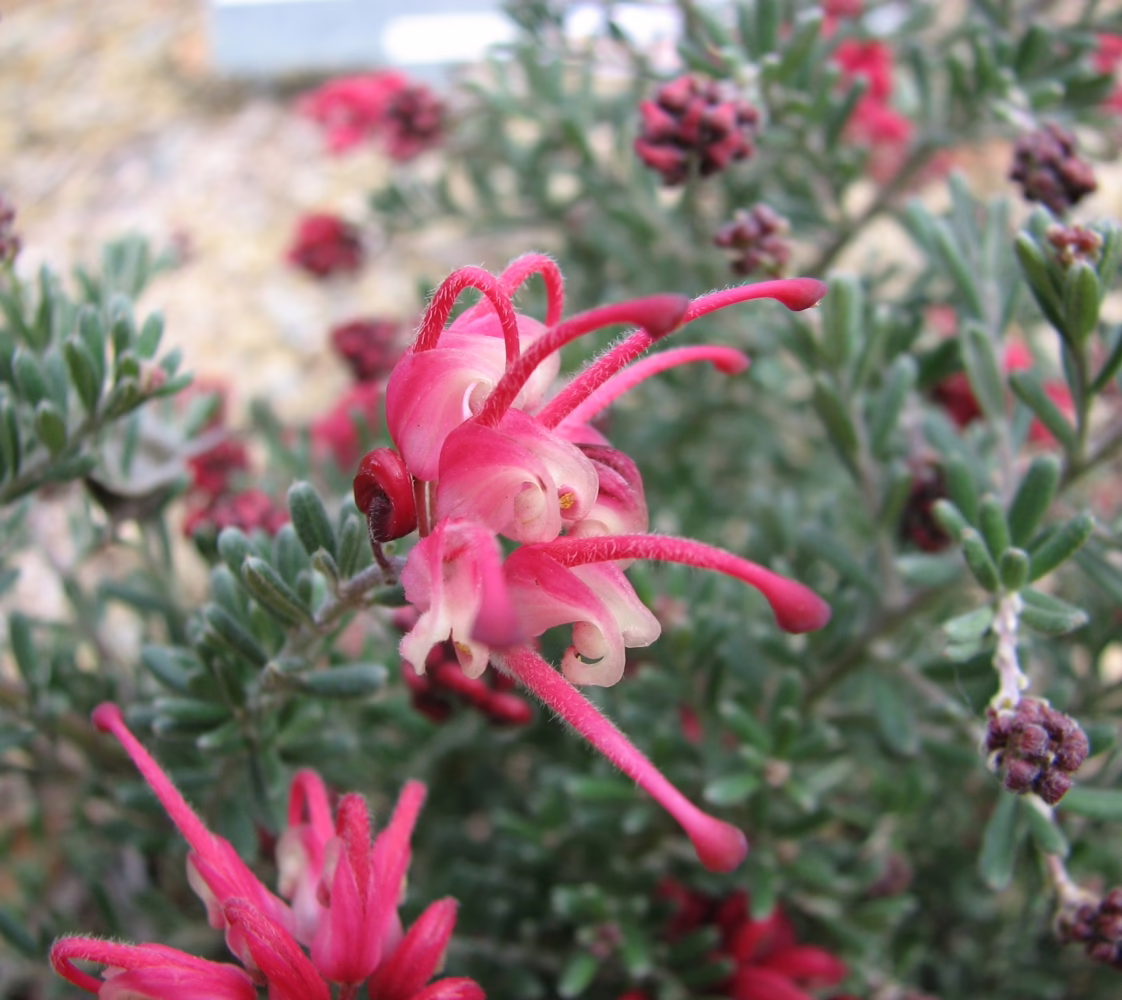 Close-up of delicate pink Grevillea 'Winter Delight' flowers with spidery petals and fuzzy stamens, set against a backdrop of grey-green foliage.