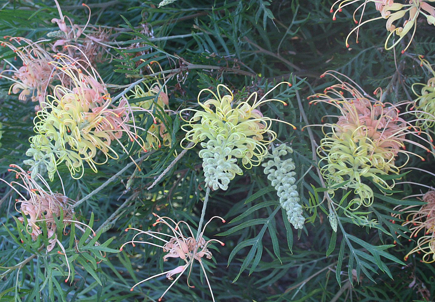 A cluster of delicate Grevillea ‘Peaches and Cream’ PVR flowers, featuring pale pink and creamy yellow spidery petals and spiky green foliage.