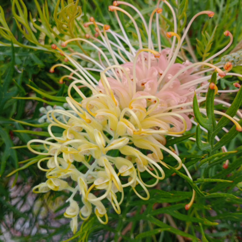 Close-up of Grevillea ‘Peaches and Cream’ PVR flowers, featuring delicate pale pink and yellow spidery petals with orange tips, set against a backdrop of green foliage.
