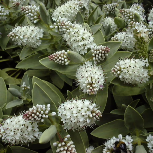Hebe albicans plant showcasing dense clusters of small, white flowers against lush, grey-green foliage, ideal for borders and rock gardens.