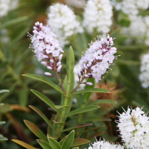 Hebe albicans shrub with delicate white flower spikes, featuring narrow green leaves and a natural, bushy form. Ideal for borders and rock gardens.