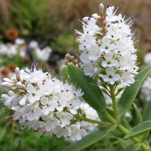 Close-up of Hebe albicans plant clusters with small, white, star-shaped flowers and purple stamens, set against a blurred green and brown background.