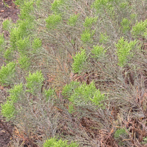 Hebe cupressoides plant with dense, green foliage and greyish, woody stems, showing a natural, shrub-like growth habit.