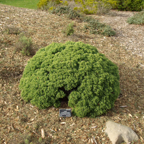 A dense, rounded Hebe cupressoides plant with fine, bright green foliage, growing in a mulch-covered garden bed with a small sign.