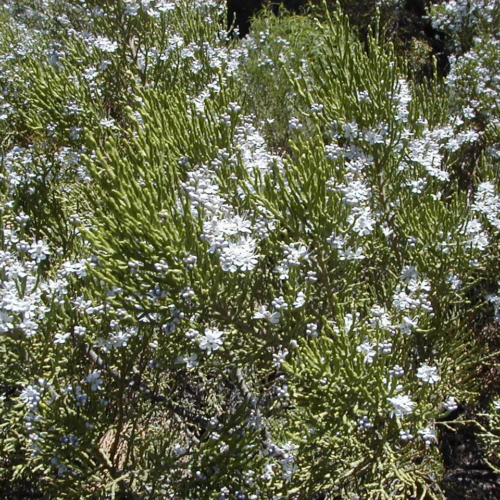 Hebe cupressoides shrub with dense, green, needle-like foliage and clusters of small white flowers, creating a textured, natural display