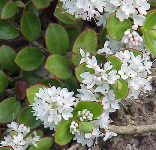 Hebe decumbens groundcover plant with small, glossy green leaves and clusters of tiny white flowers, ideal for rock gardens or borders