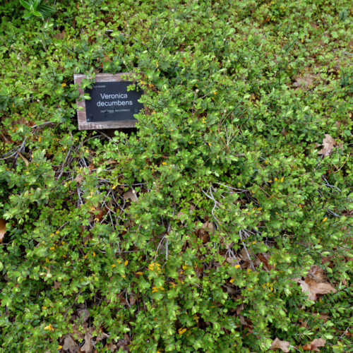 Hebe decumbens ground cover plant with small green leaves and a wooden plant marker