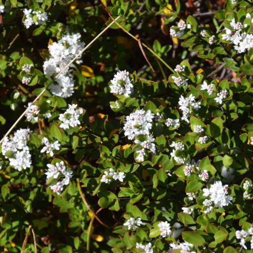 Hebe decumbens plant with dense green foliage and clusters of small white flowers, showcasing its compact growth habit and delicate blooms.