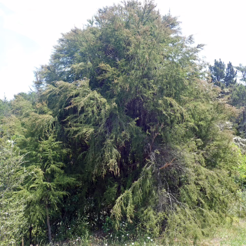 Large, mature Kunzea ericoides tree with dense, feathery foliage and a rounded canopy, showcasing its natural growth habit in an outdoor setting.