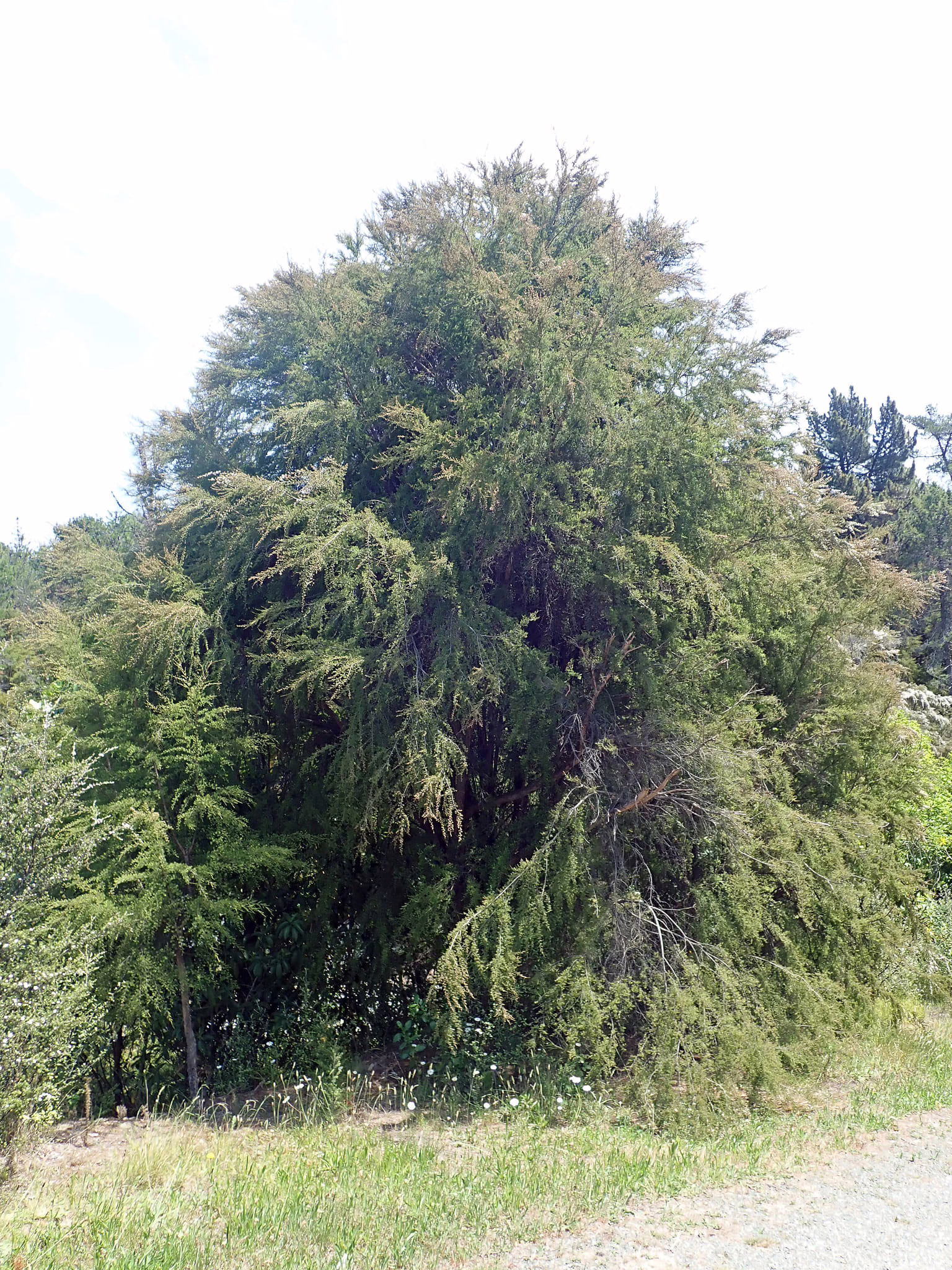 Large, mature Kunzea ericoides tree with dense, feathery foliage and a rounded canopy, showcasing its natural growth habit in an outdoor setting.