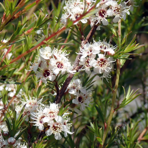 Kunzea ericoides, or white Kunzea, displays clusters of delicate white flowers with red centers and fine, spiky green foliage on woody stems.