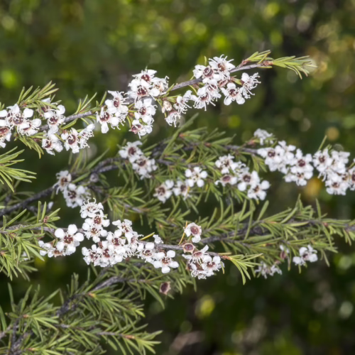 Kunzea ericoides branches laden with small white flowers and needle-like green leaves, showcasing delicate natural beauty
