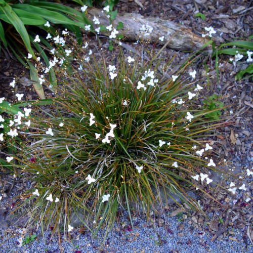 Libertia ixioides plant with grass-like foliage and delicate white star-shaped flowers blooming in clusters, set against a natural garden backdrop with mulch and green leaves.