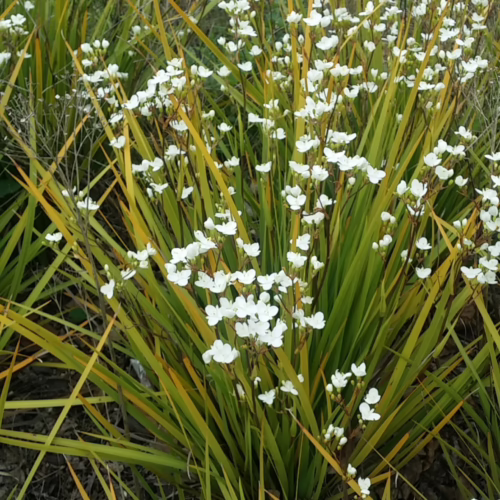 Lush Libertia ixioides plant with vibrant green, sword-like foliage and delicate white star-shaped flowers blooming profusely