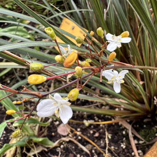 Libertia ixioides plant with delicate white star-shaped flowers and yellow buds on thin red stems, set against a backdrop of long, green-brown grassy leaves.