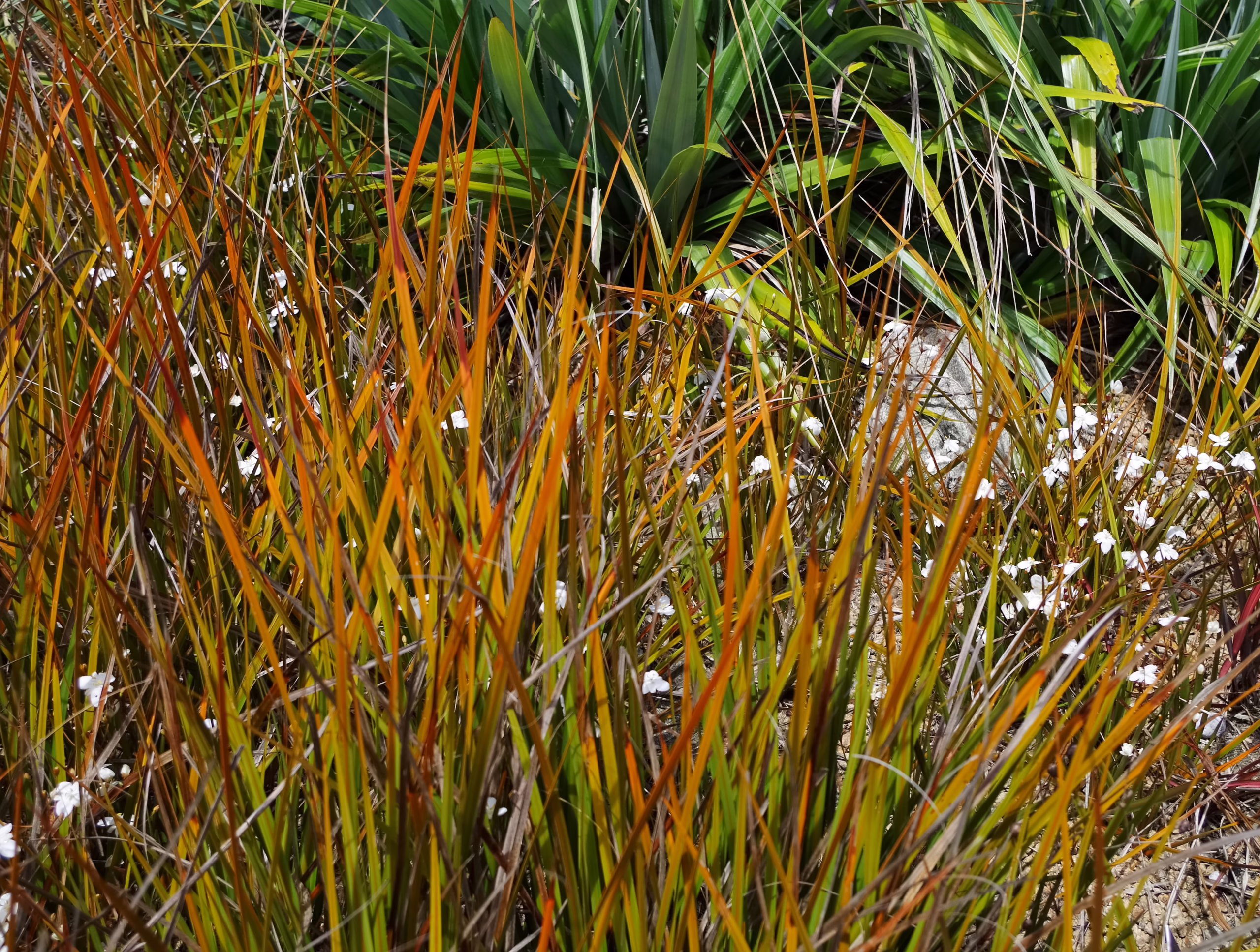 Libertia peregrinans with upright, sword-like leaves in shades of green, bronze, and rust-orange, dotted with small white star-shaped flowers.