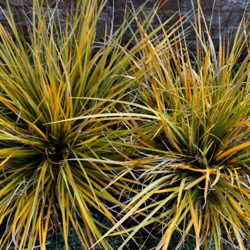 Two clumps of vibrant Libertia peregrinans grass, displaying striking yellow and green variegated foliage with hints of orange, set against a blurred brick wall background.