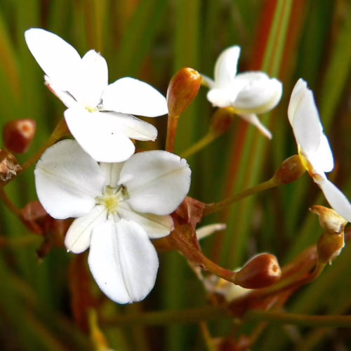 Libertia peregrinans, delicate white star-shaped flowers with yellow centers on slender stems, set against a blurred green and brown background.
