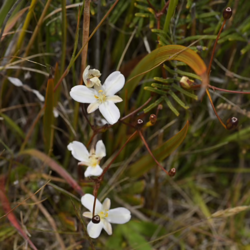 Delicate white star-shaped flowers of Libertia peregrinans bloom amidst tall, dry grasses and reddish stems with seed pods.