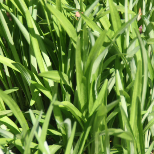 Lush, vibrant green Liriope muscari ‘Royal Purple’ foliage, a dense groundcover with sword-like leaves