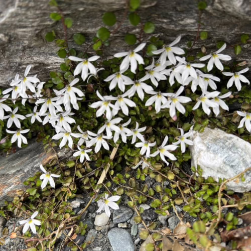 Creeping Lobelia angulata with delicate white star-shaped flowers and small green leaves growing among rocks and gravel.