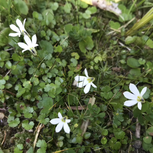 Delicate white Lobelia angulata flowers with yellow centers bloom amongst lush green ground cover, showcasing their star-shaped petals in a natural garden setting.