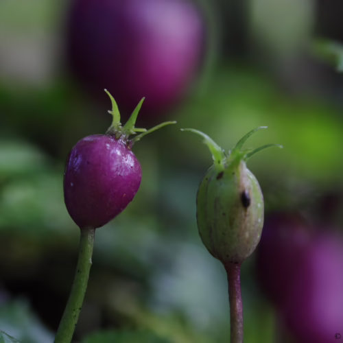 Two Lobelia angulata buds, one vibrant purple, the other green with a dark spot, showcase delicate green sepals against a blurred background.
