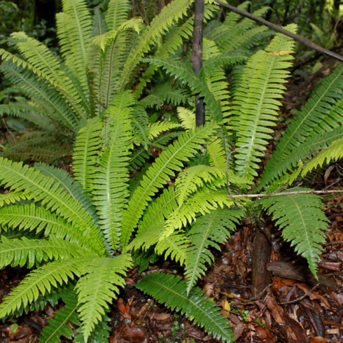 Lomaria discolor fern with vibrant green, frilly fronds cascading over a forest floor of brown leaves and twigs