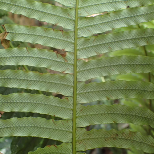 Close-up of the underside of a Lomaria discolor fern frond, showing intricate venation and a pale green color. This detail highlights the natural beauty of the Lomaria discolor.