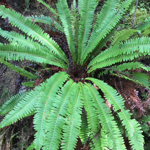 Vibrant green Lomaria discolor fern unfurling its fronds in a forest setting, showcasing its lush, detailed foliage