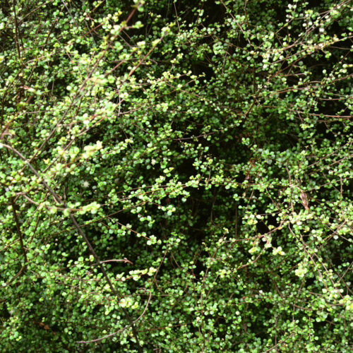 Dense Lophomyrtus obcordata shrub with small, oval, bright green leaves and thin, brown stems, creating a lush, textured backdrop