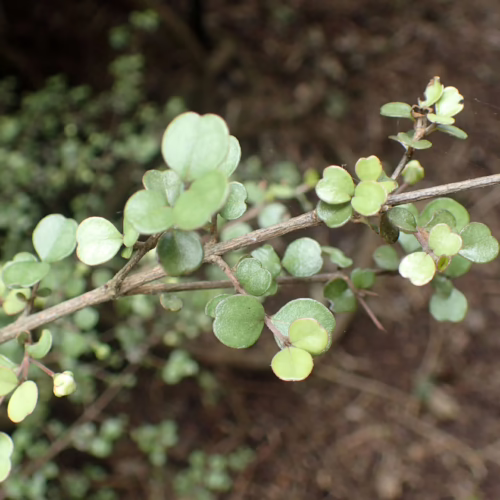 Lophomyrtus obcordata branches with small, heart-shaped, light green leaves and a delicate twig structure, showcasing its natural foliage.