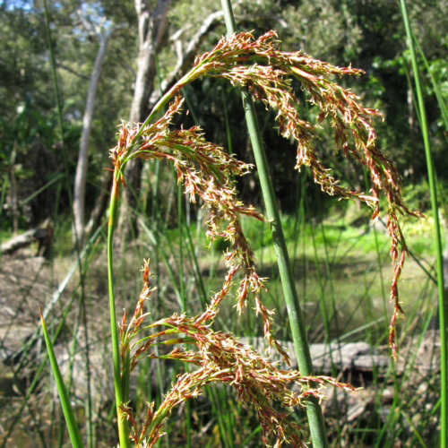 Machaerina articulata plant with delicate, branching seed heads in shades of brown and green, set against a blurred natural background of reeds and trees.