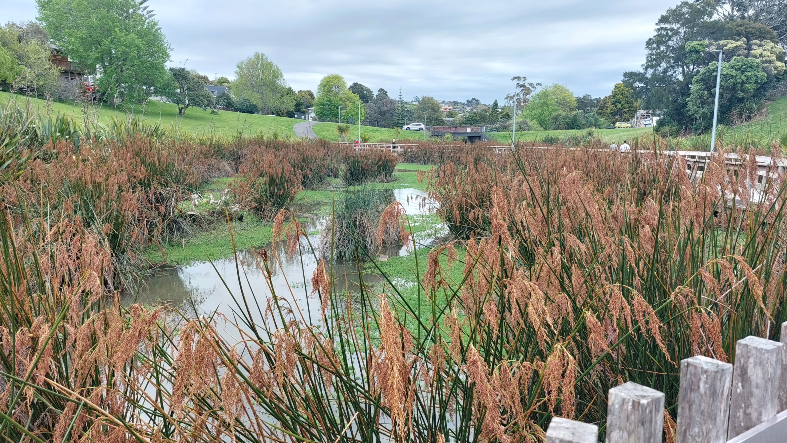Lush Machaerina articulata reeds and grasses surround a tranquil wetland pond, with a wooden boardwalk in the background.