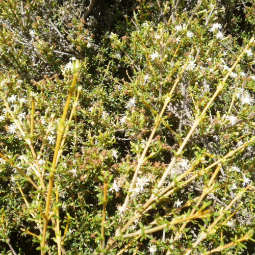 Close-up of Olearia solandri, a dense shrub with small, star-shaped white flowers and narrow green leaves, showcasing its natural, wild texture.